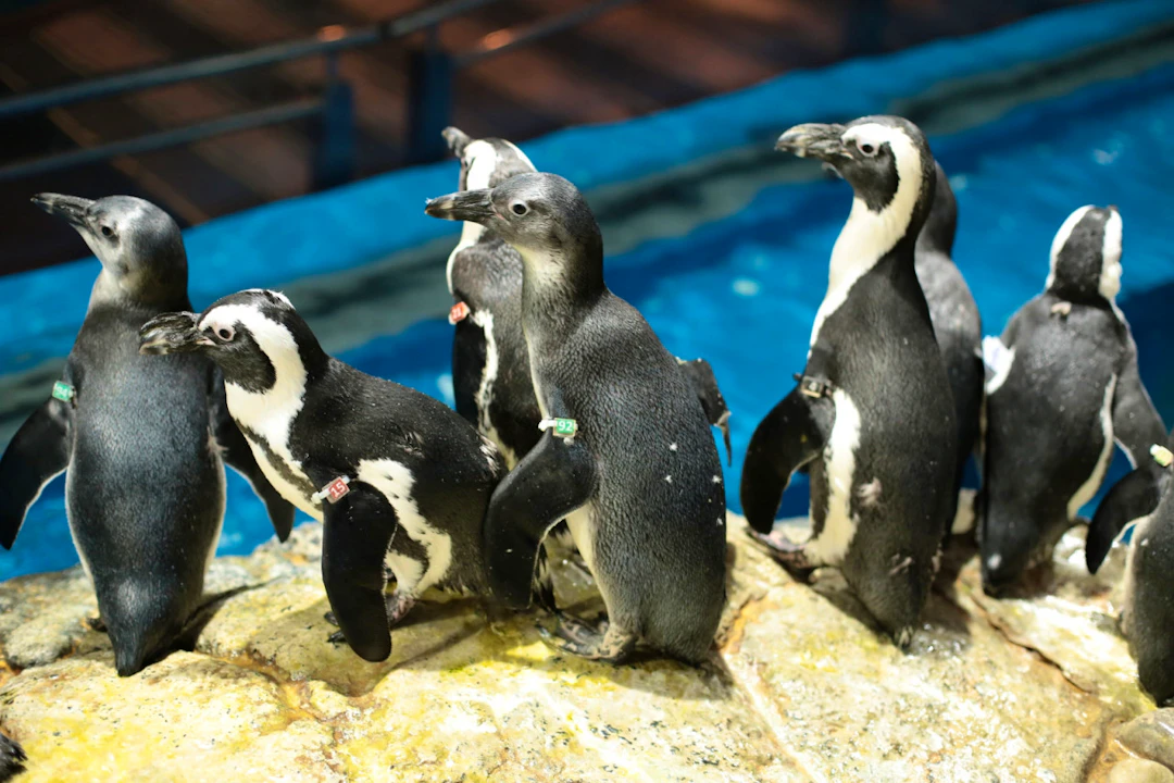 Underwater World Langkawi Ticket